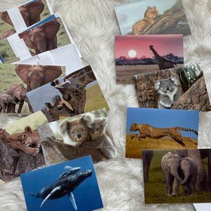 20 Assorted Cards Wild Animal blank inside